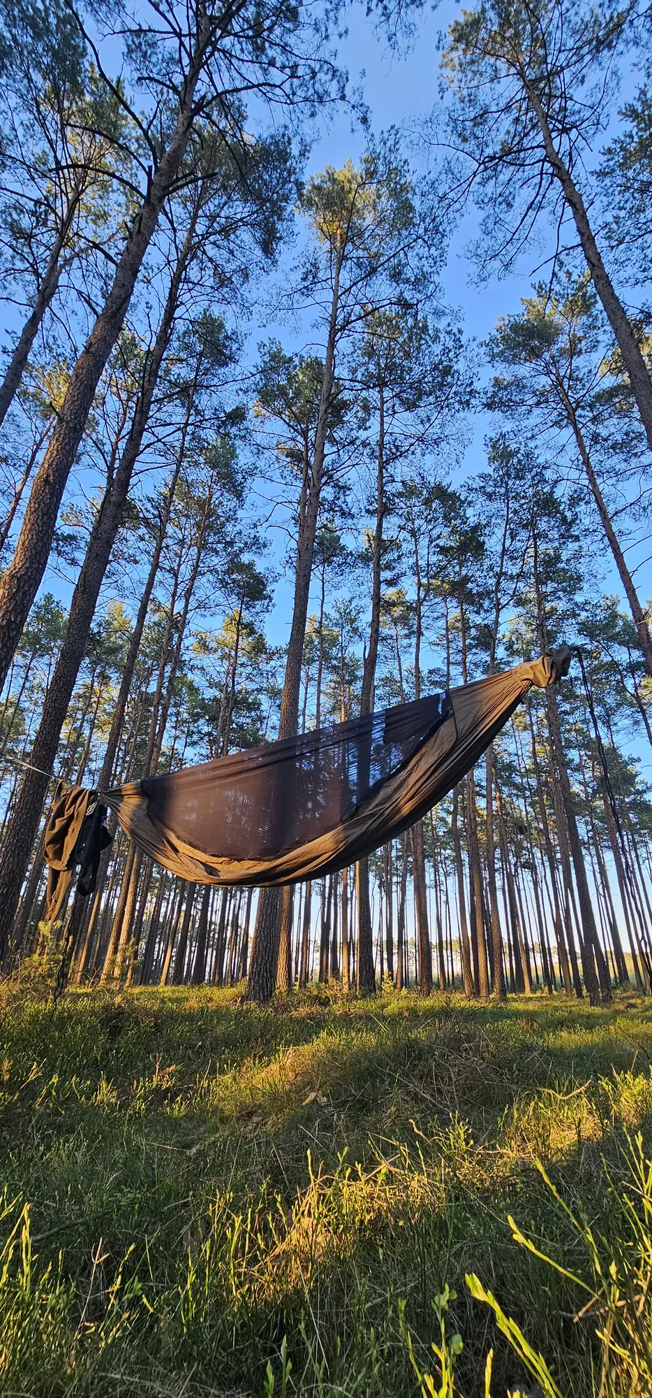 A hammock suspended between pines above the forest floor